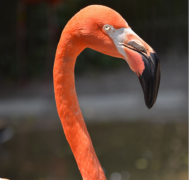Pink Flamingo image