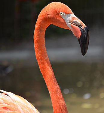 pink flamingo